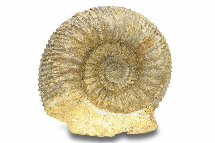Jurassic Ammonite (Stephanoceras) Fossil - France #279311